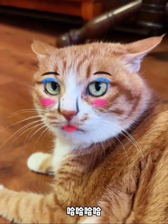 搞笑猫咪-搞笑猫咪图片