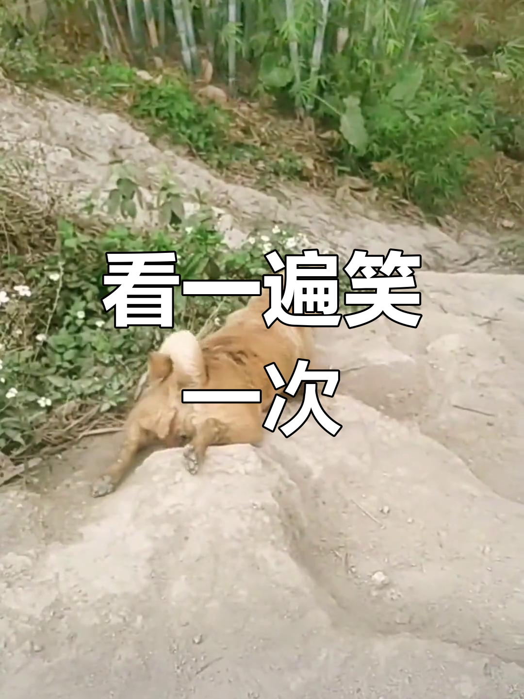 搞笑视频集-搞笑视频集锦,专治各种不开心