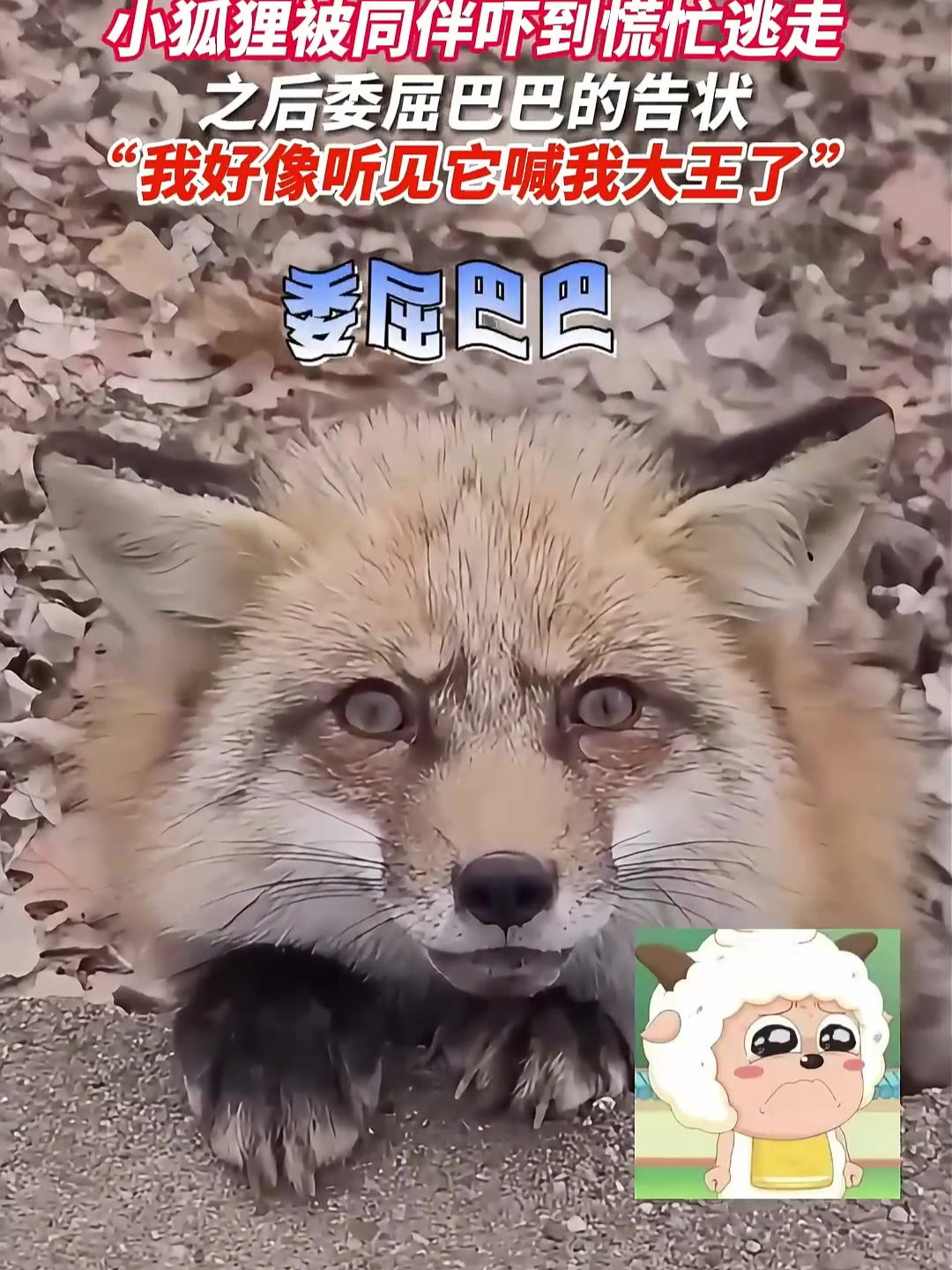 包含搞狐狸的词条 包含搞狐狸的词条