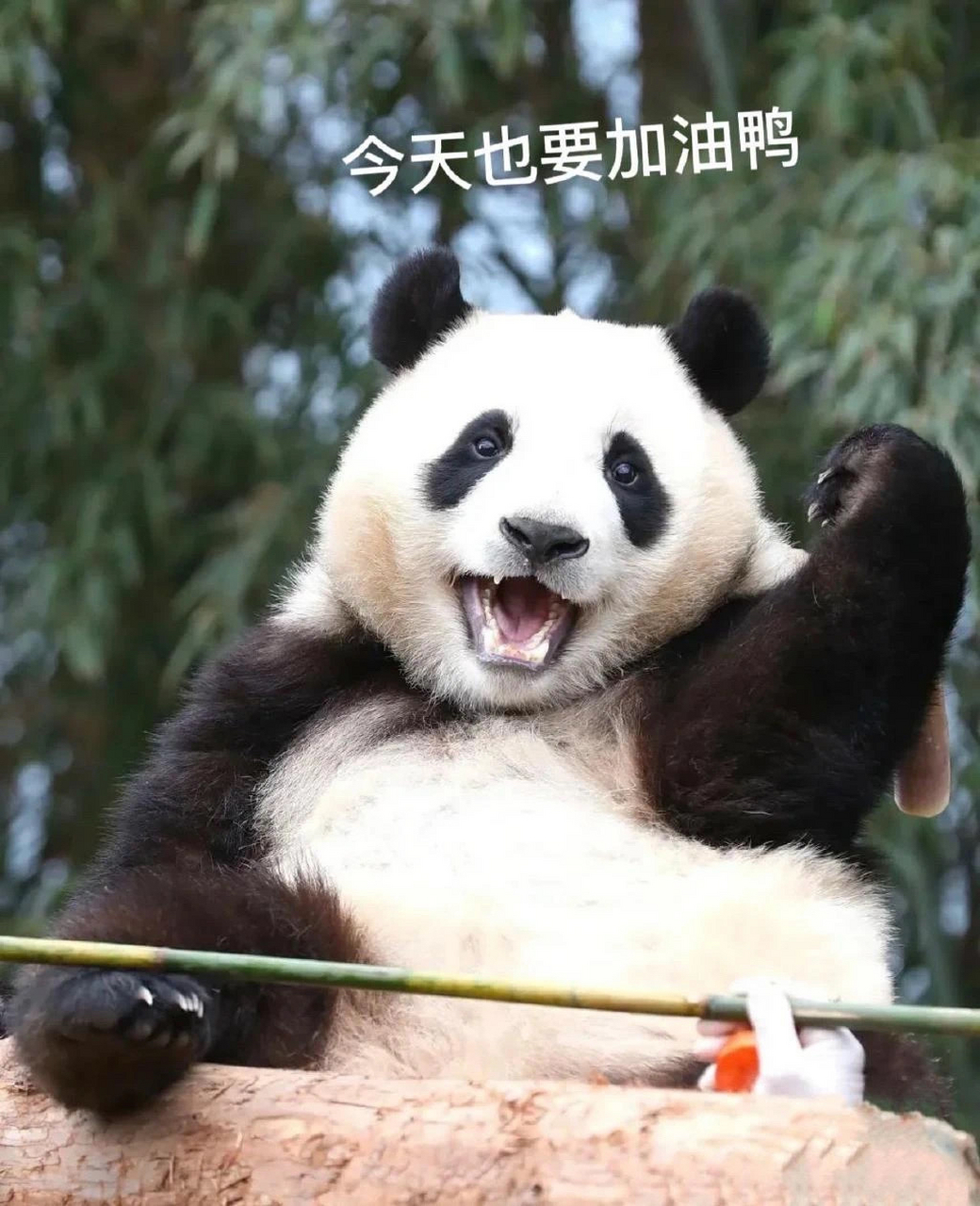 搞笑大熊猫-搞笑大熊猫用户
