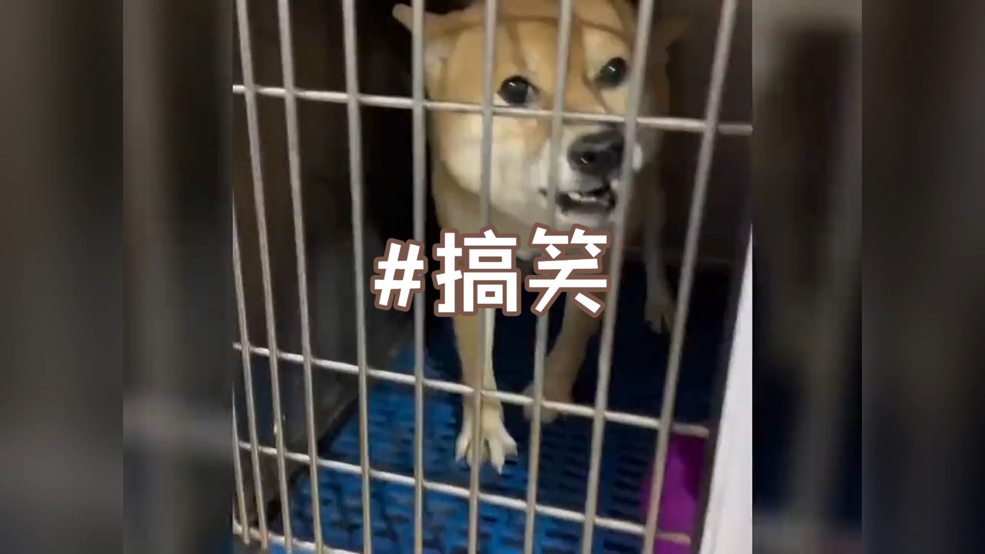 动物笑话-40个顶级搞笑笑话动物