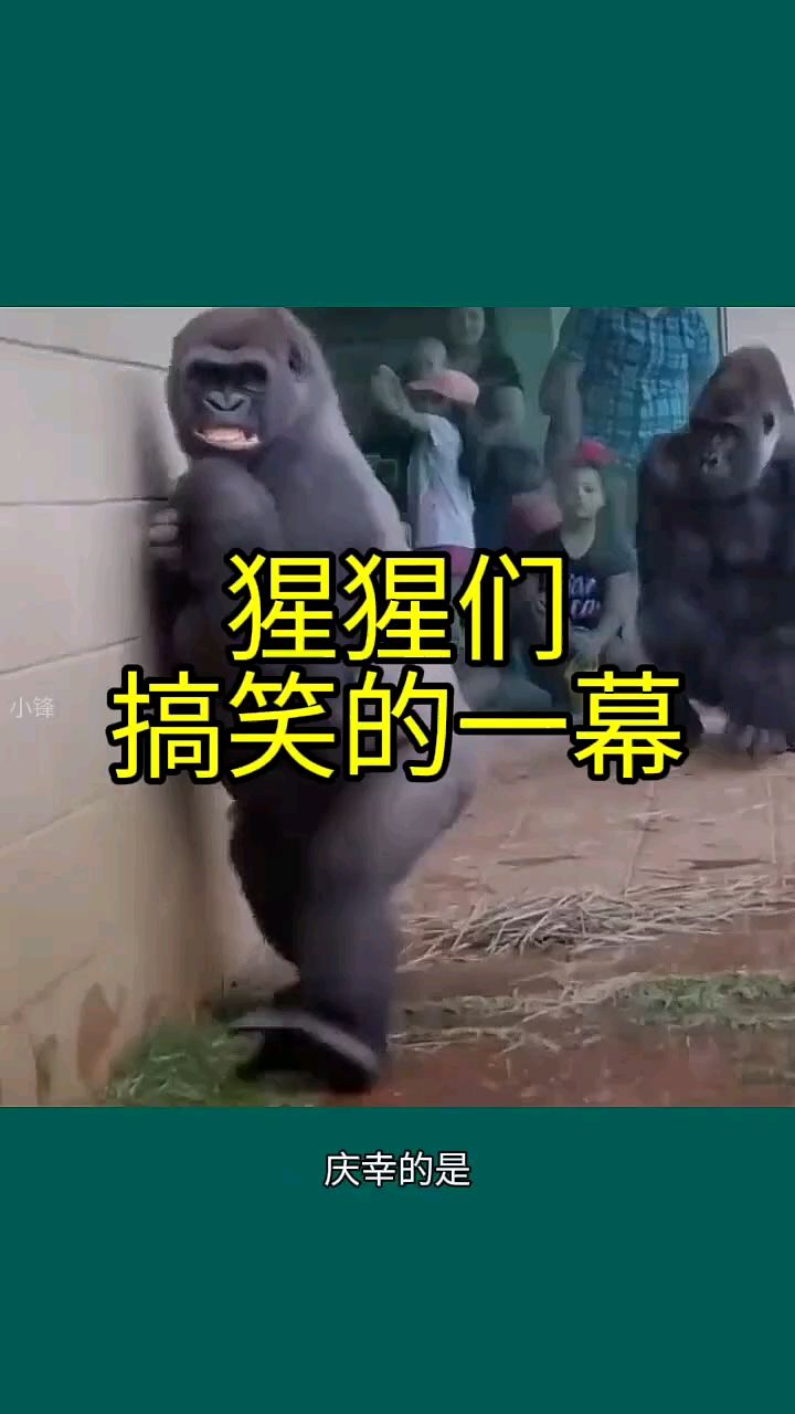 动物笑话-40个顶级搞笑笑话动物